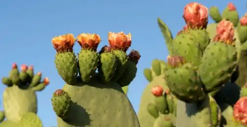 What does prickly pear do in skincare?